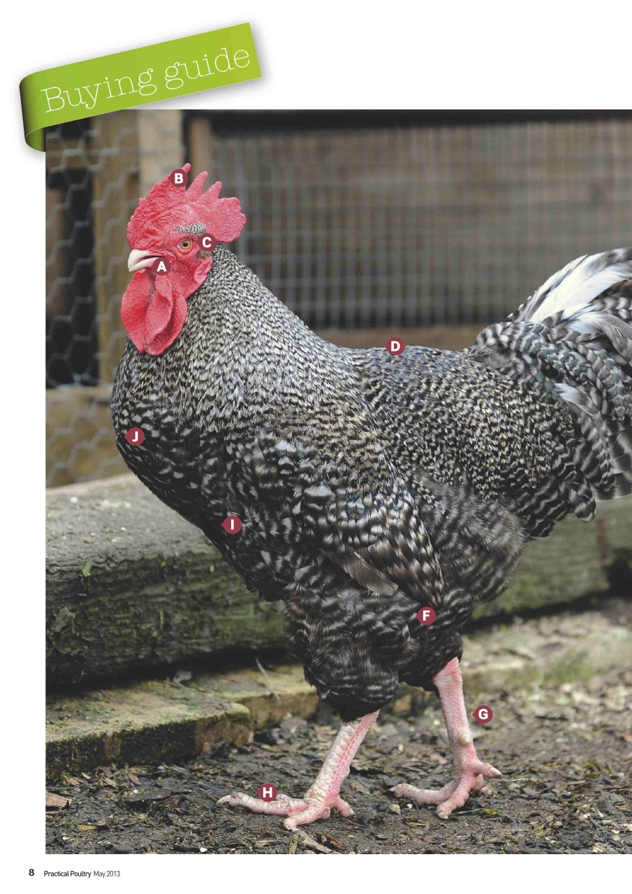 Practical Poultry Preview Pages
