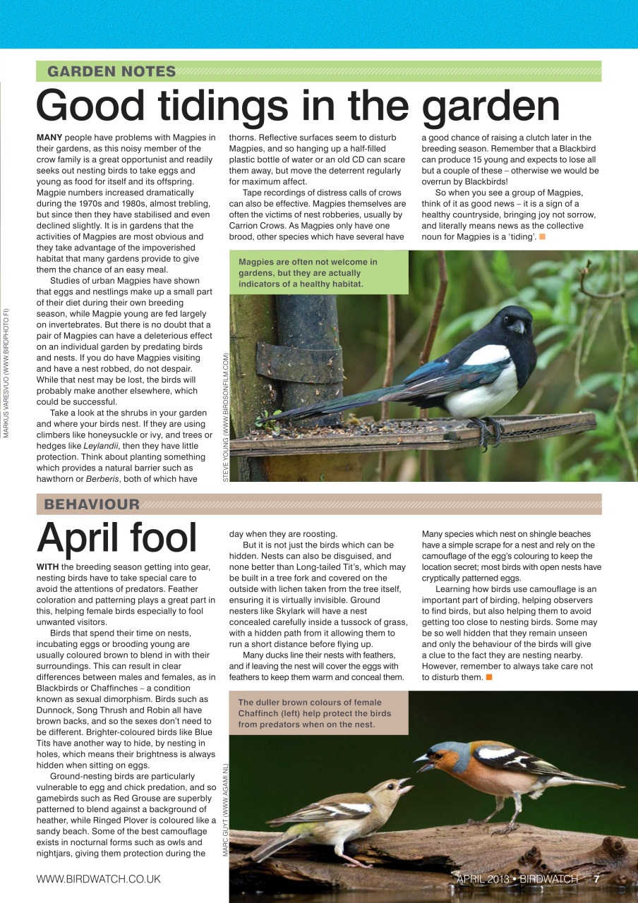 Birdwatch Magazine Preview Pages