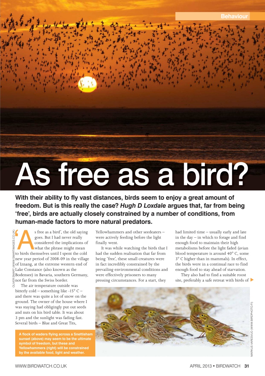 Birdwatch Magazine Preview Pages