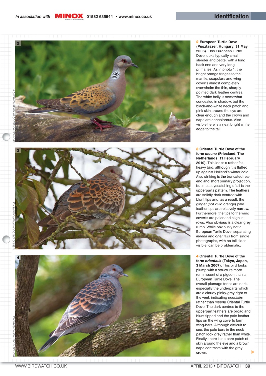 Birdwatch Magazine Preview Pages