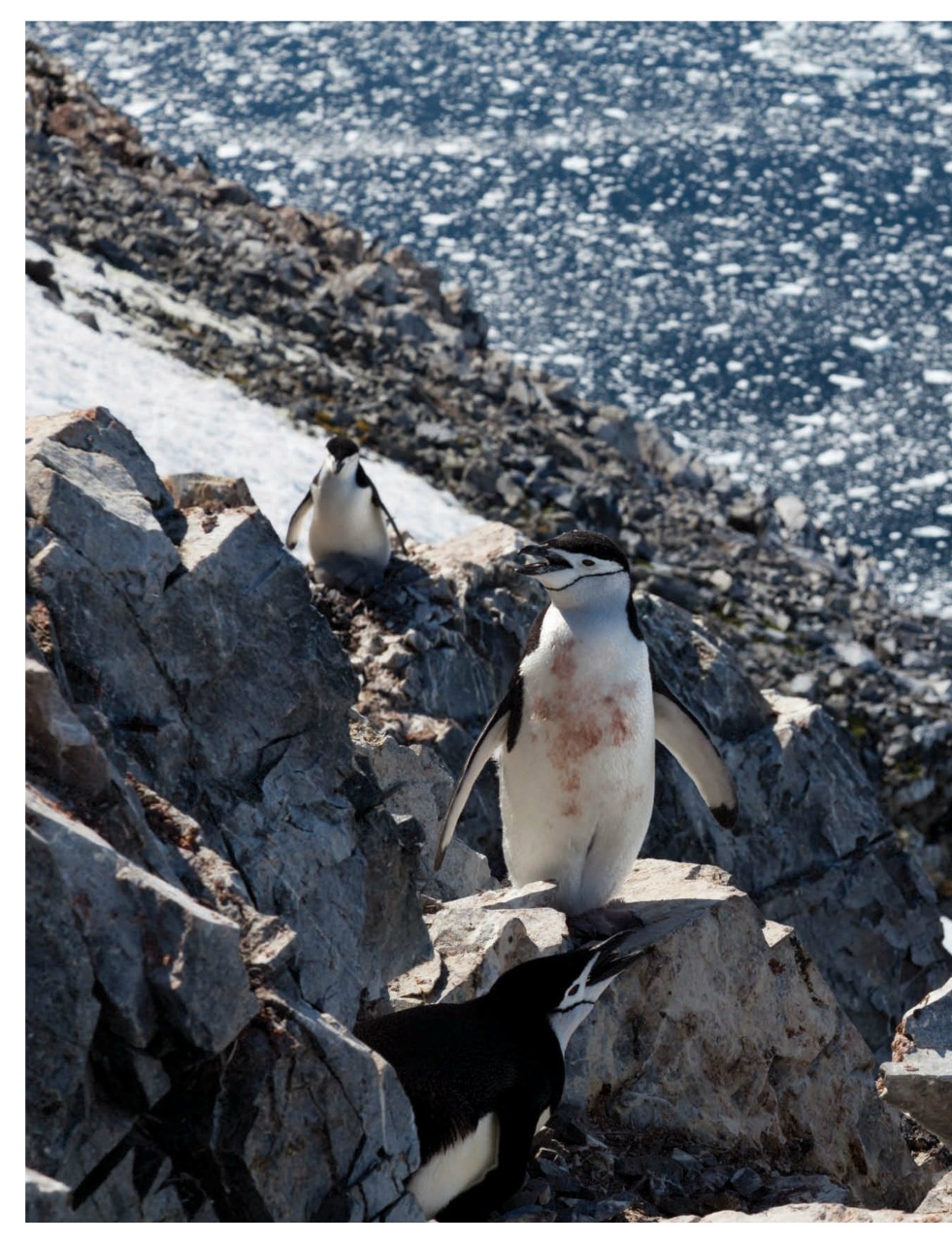 Sailing Today Preview Pages