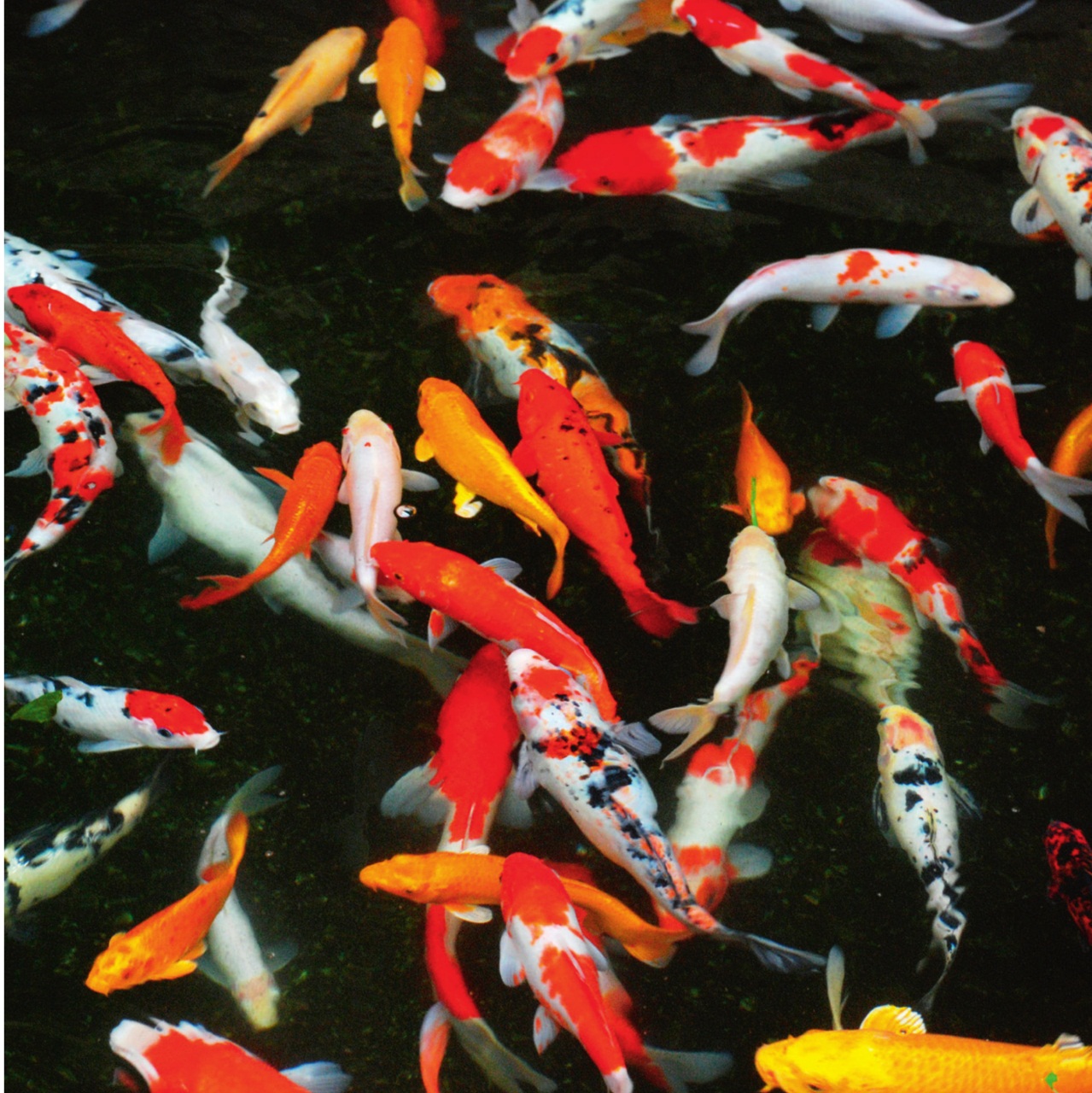 Luxury Travel Preview Pages