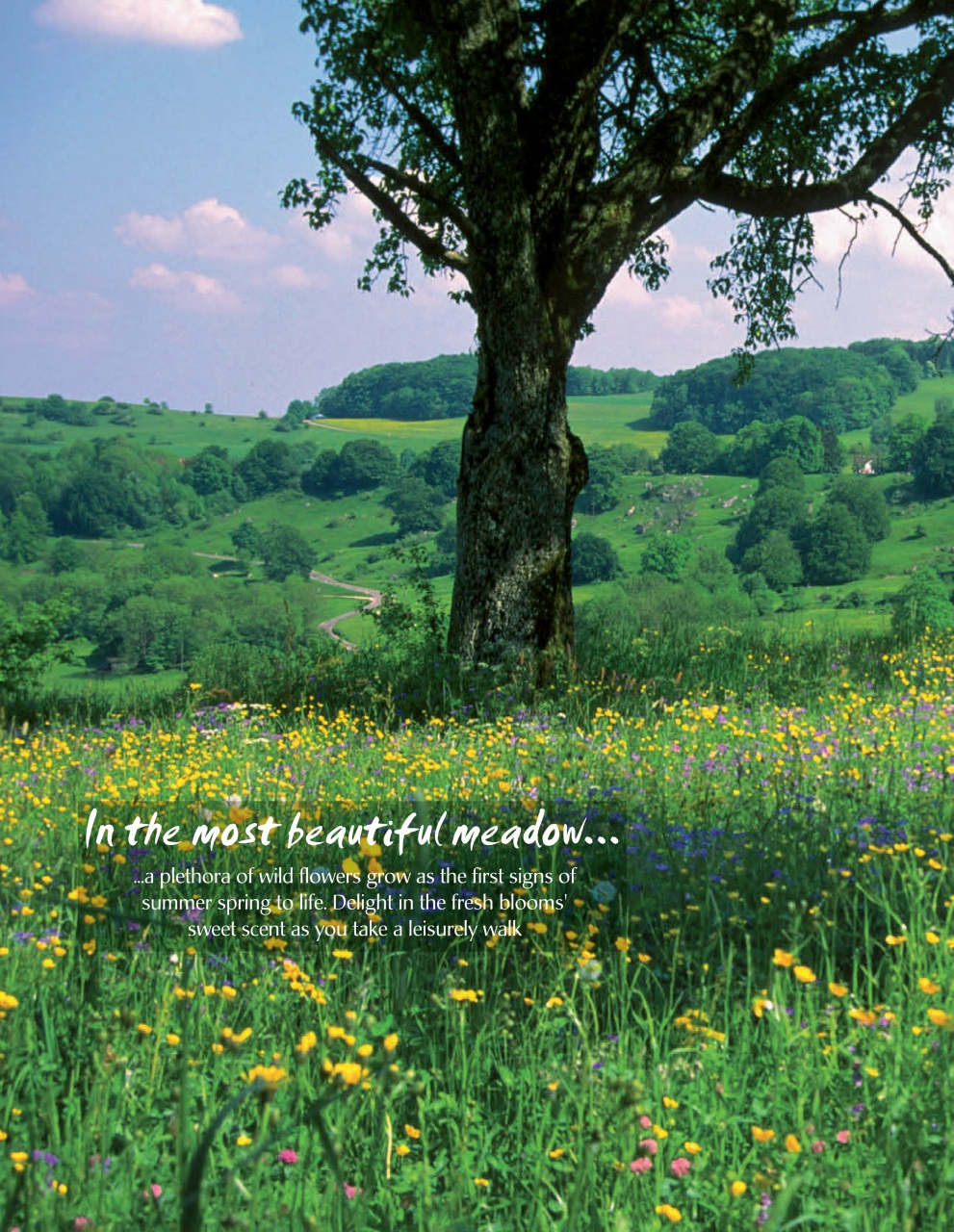LandLove Magazine Preview Pages