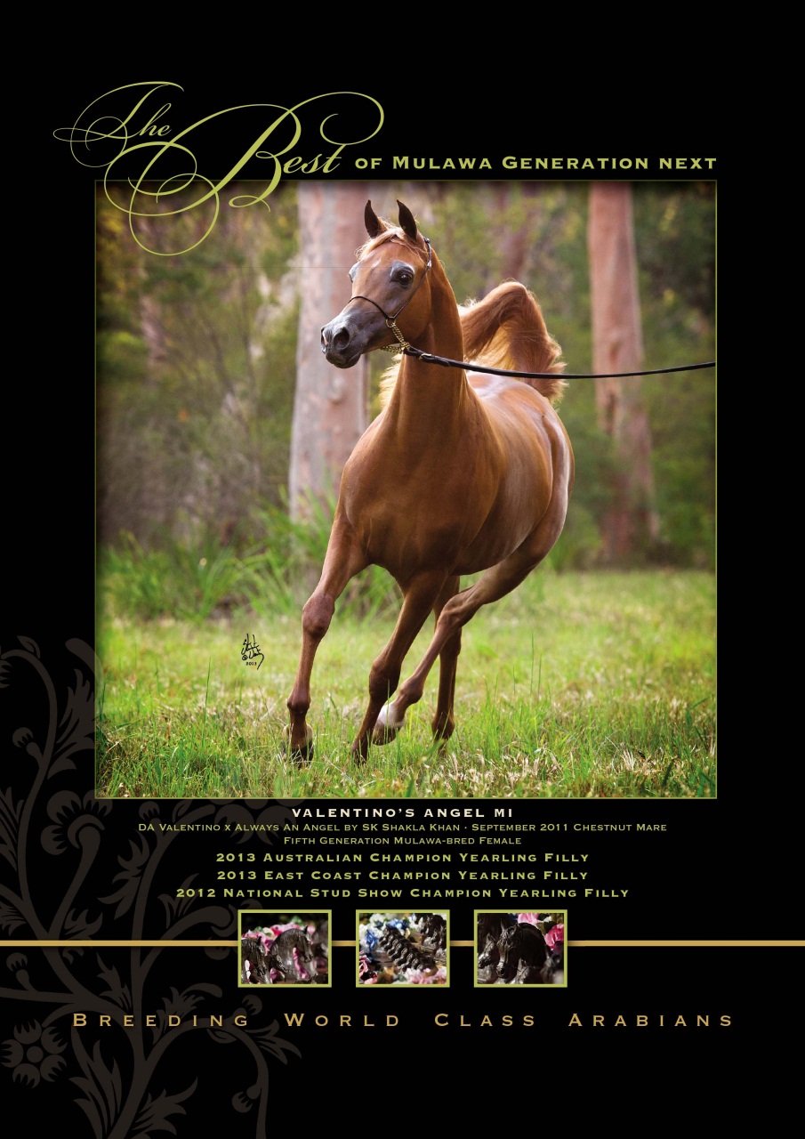 Australian Arabian Horse News Preview Pages