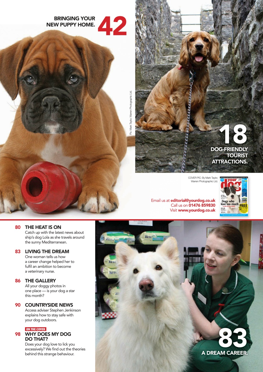 Your Dog Preview Pages