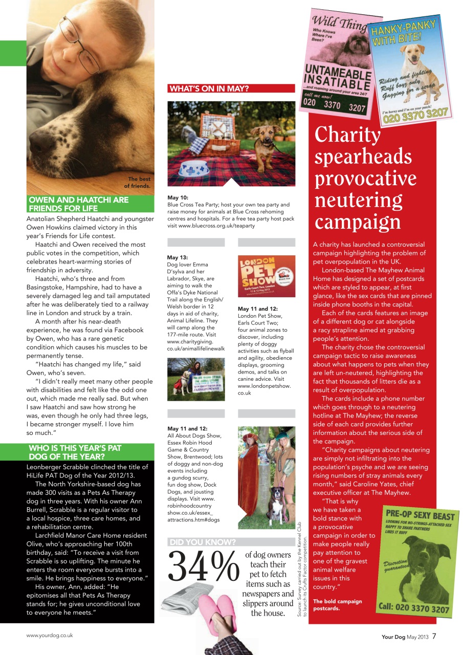 Your Dog Preview Pages