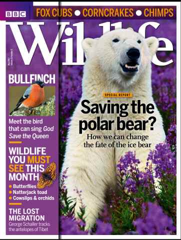 BBC Wildlife Magazine issue May 2013