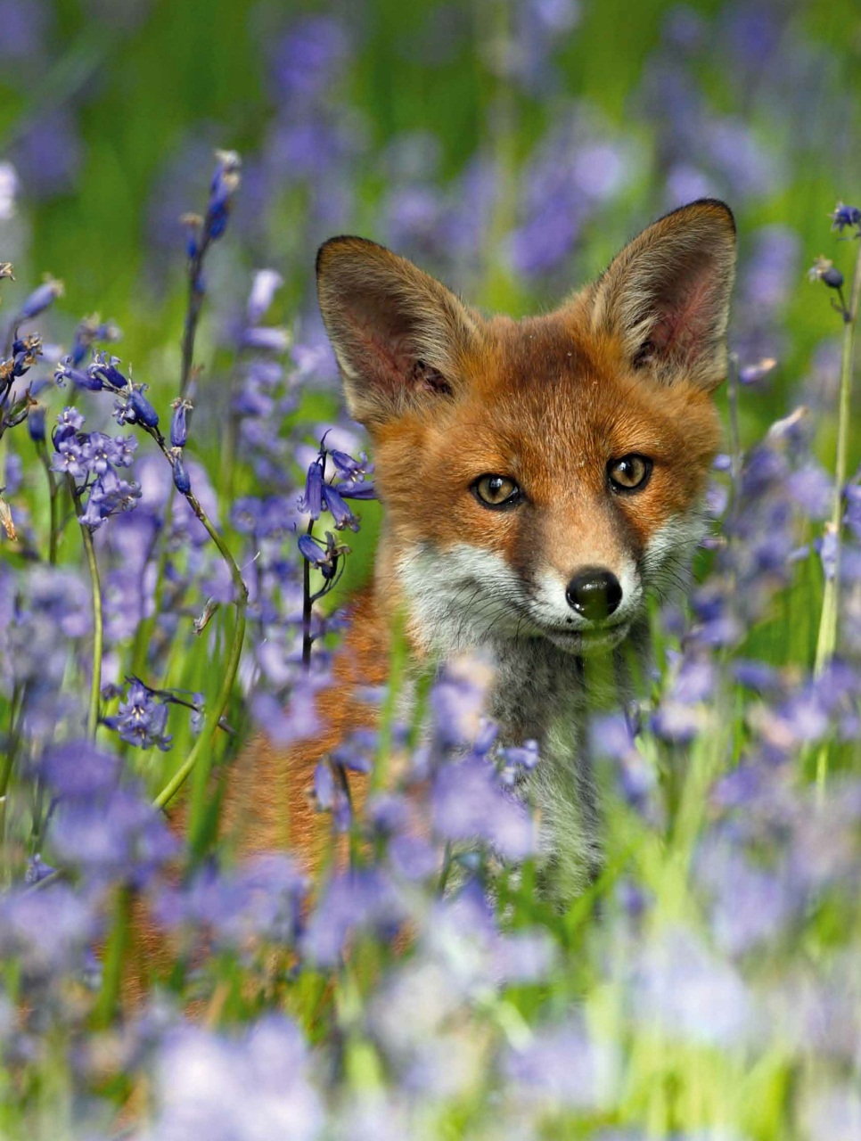 BBC Wildlife Magazine Preview Pages