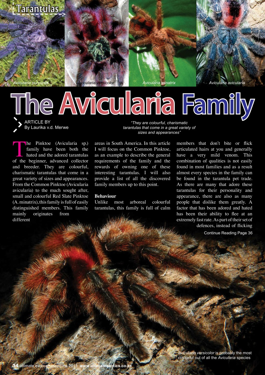 Ultimate Exotics Preview Pages