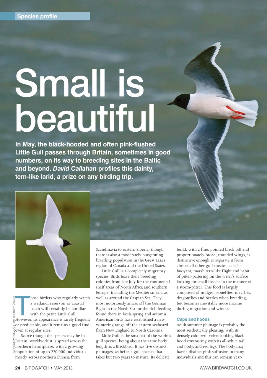 Birdwatch Magazine Preview Pages