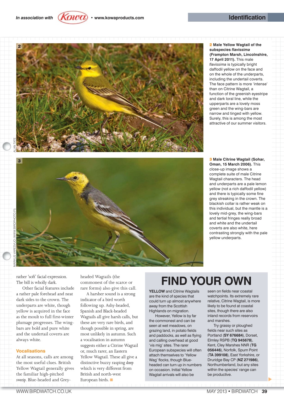 Birdwatch Magazine Preview Pages