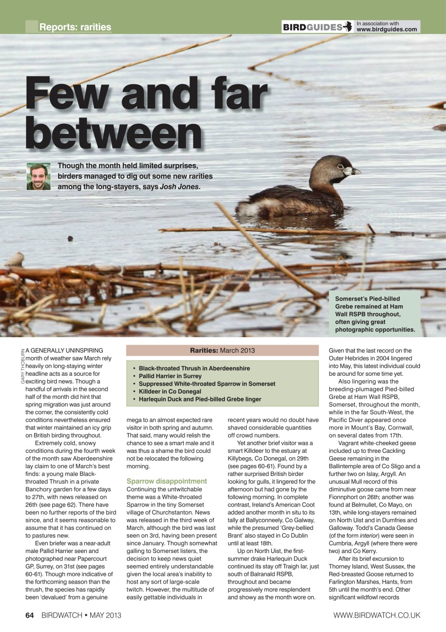 Birdwatch Magazine Preview Pages