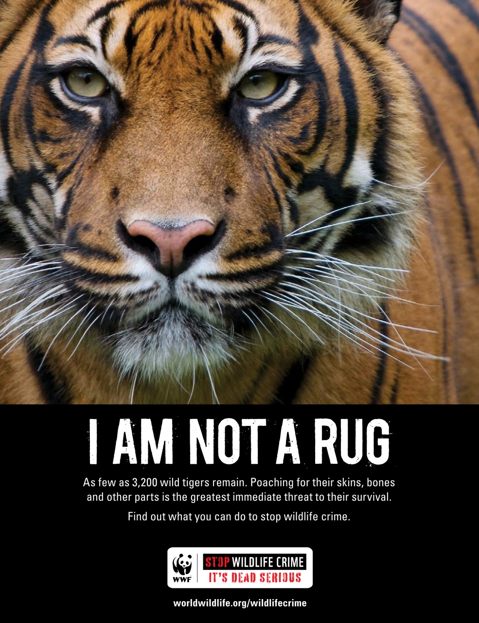 Passport Preview Pages