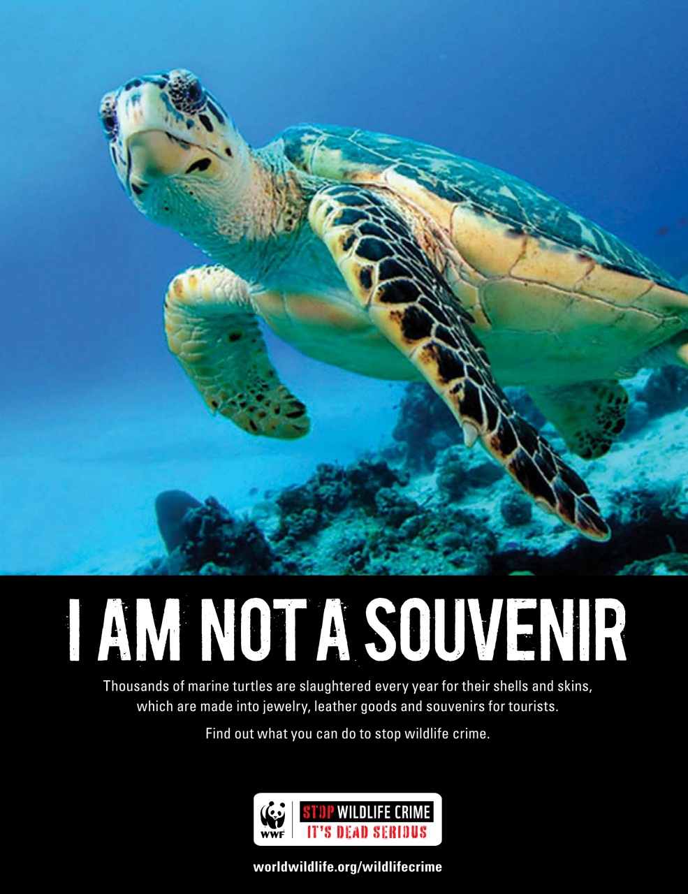 Passport Preview Pages