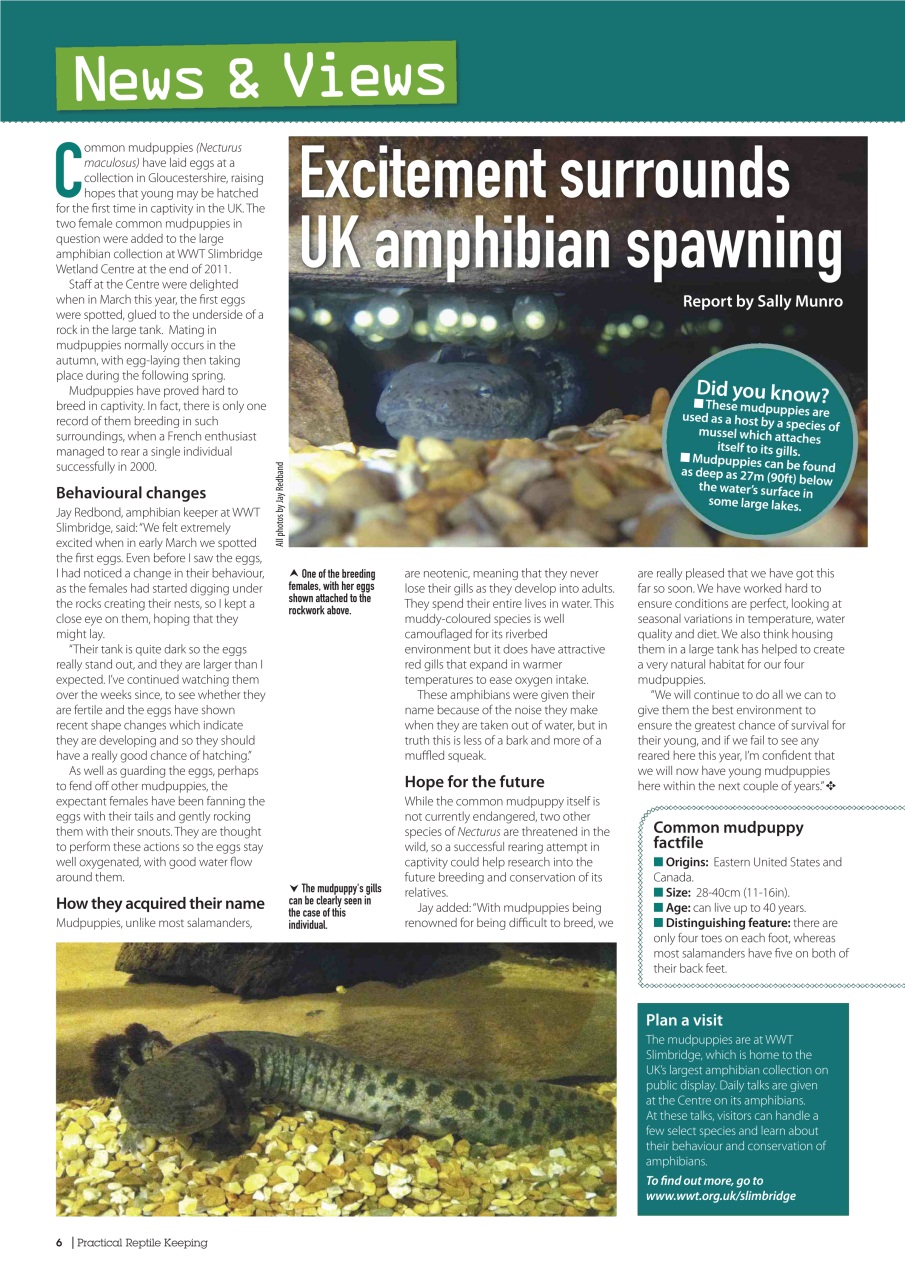 Practical Reptile Keeping Preview Pages