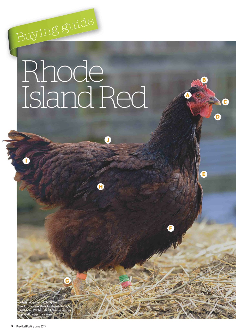 Practical Poultry Preview Pages