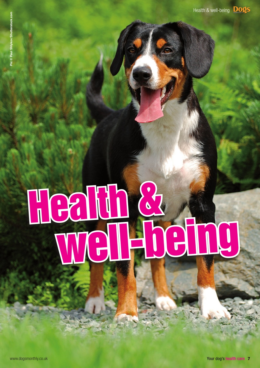 Dogs Monthly Preview Pages