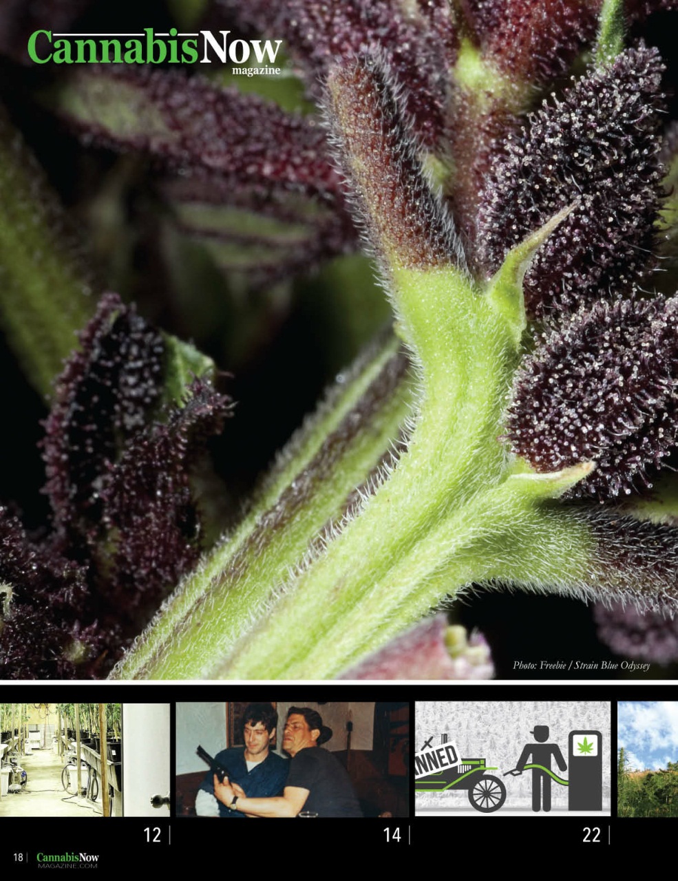 Cannabis Now Preview Pages