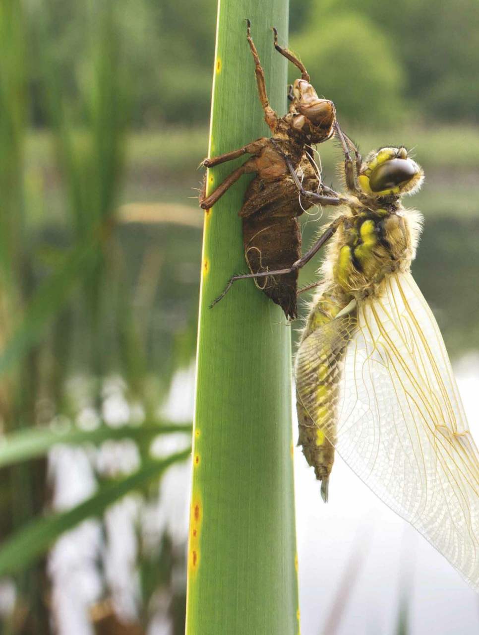 BBC Wildlife Magazine Preview Pages