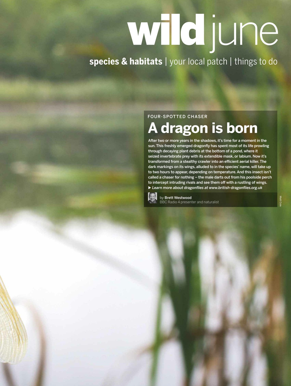 BBC Wildlife Magazine Preview Pages