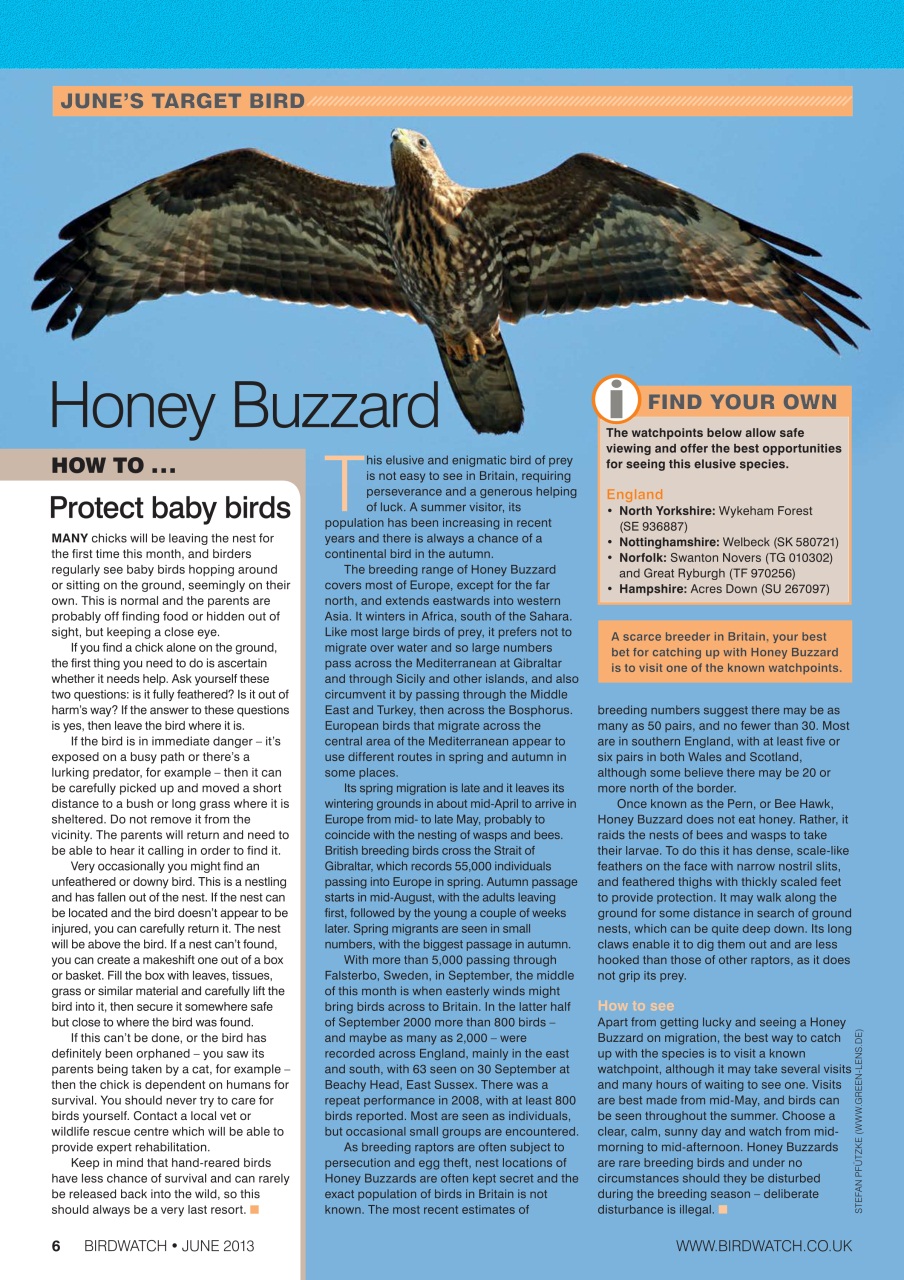 Birdwatch Magazine Preview Pages