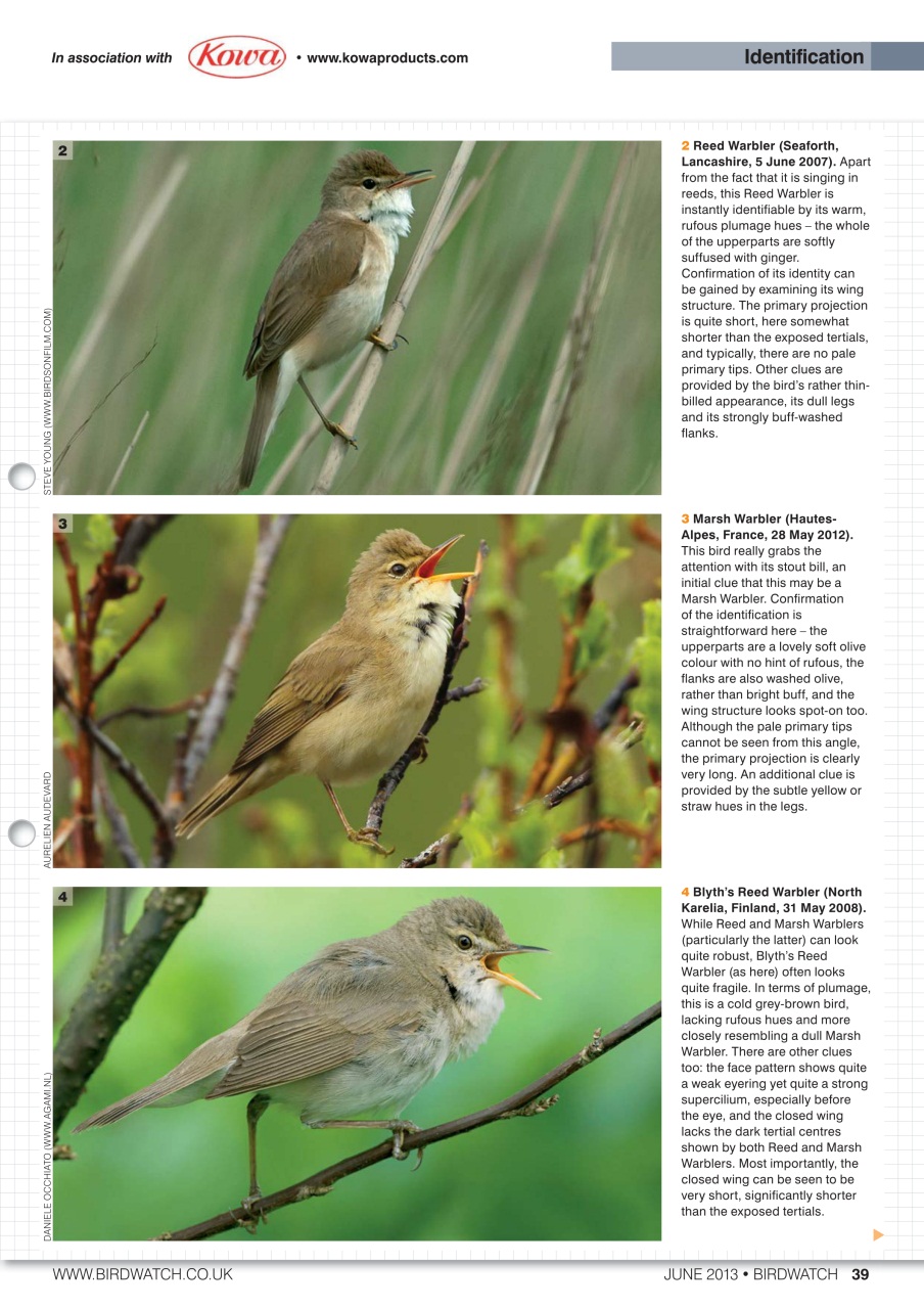 Birdwatch Magazine Preview Pages