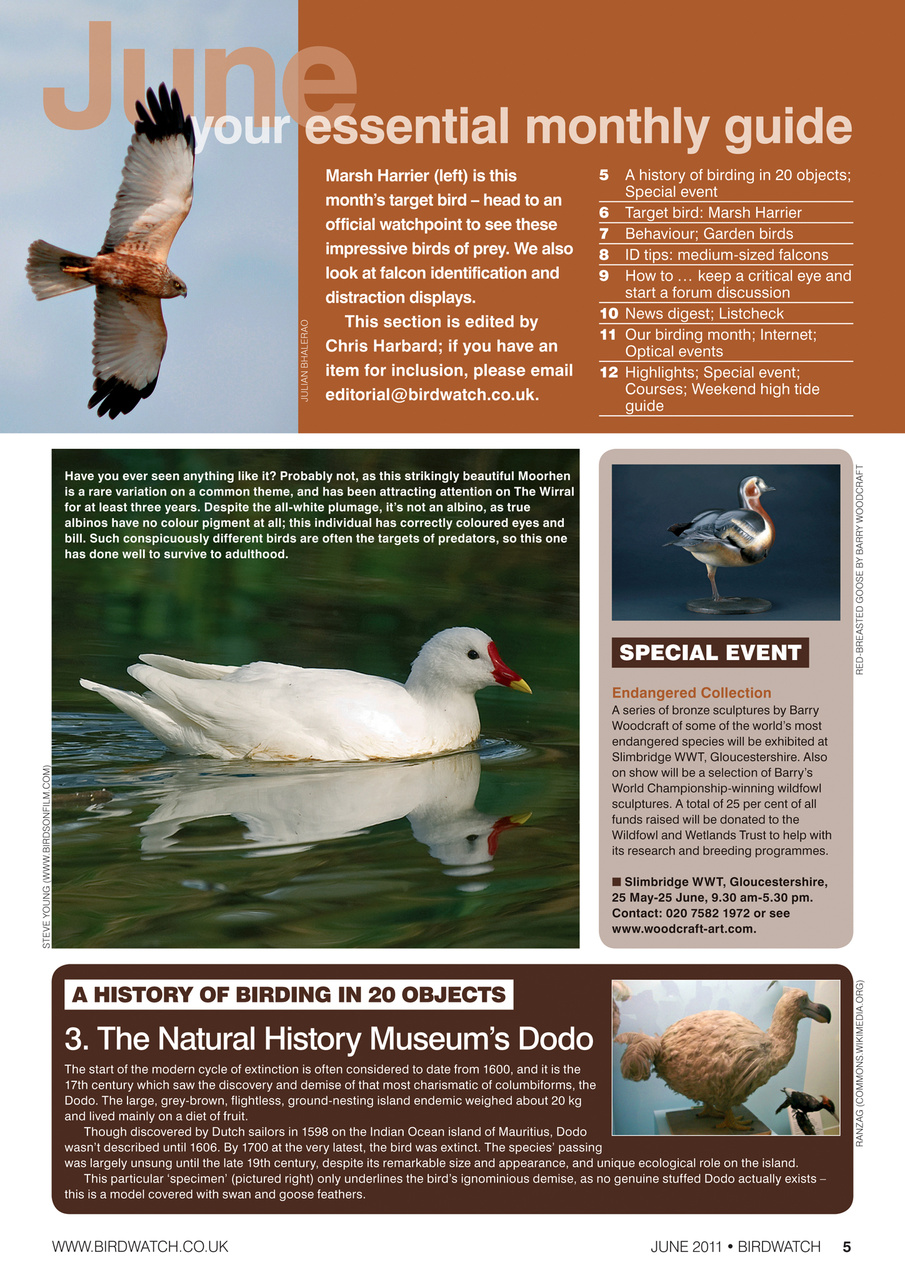 Birdwatch Magazine Preview Pages