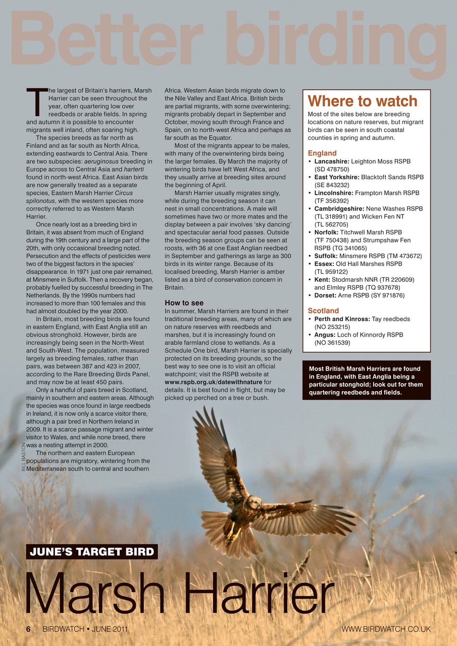 Birdwatch Magazine Preview Pages