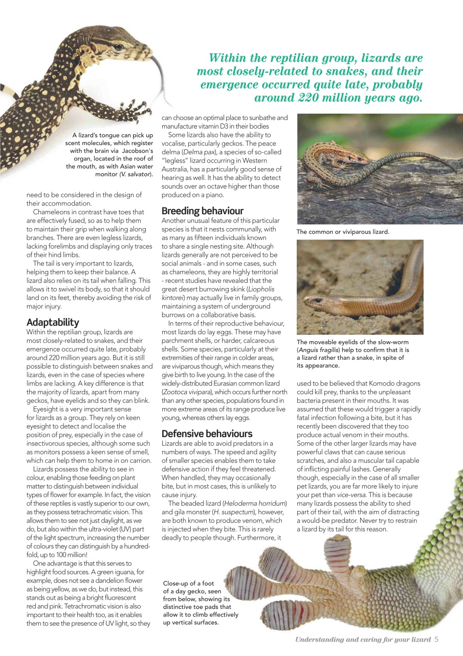 Practical Reptile Keeping Preview Pages