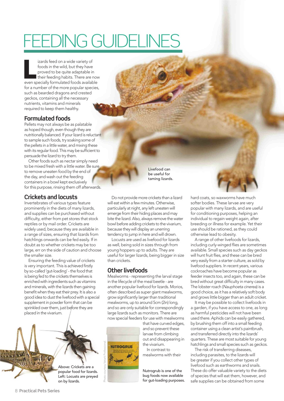 Practical Reptile Keeping Preview Pages