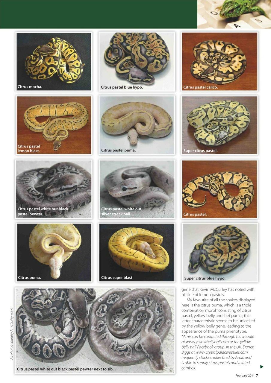 Practical Reptile Keeping Preview Pages