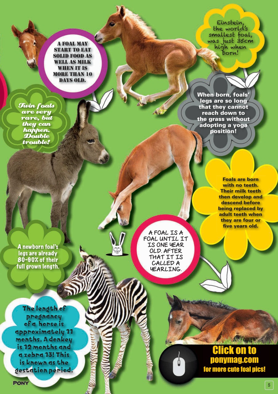 Pony Magazine Preview Pages