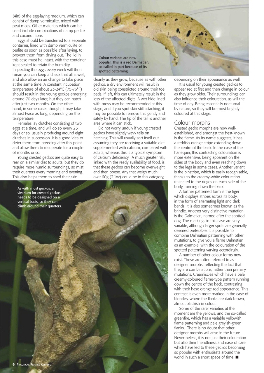 Practical Reptile Keeping Preview Pages