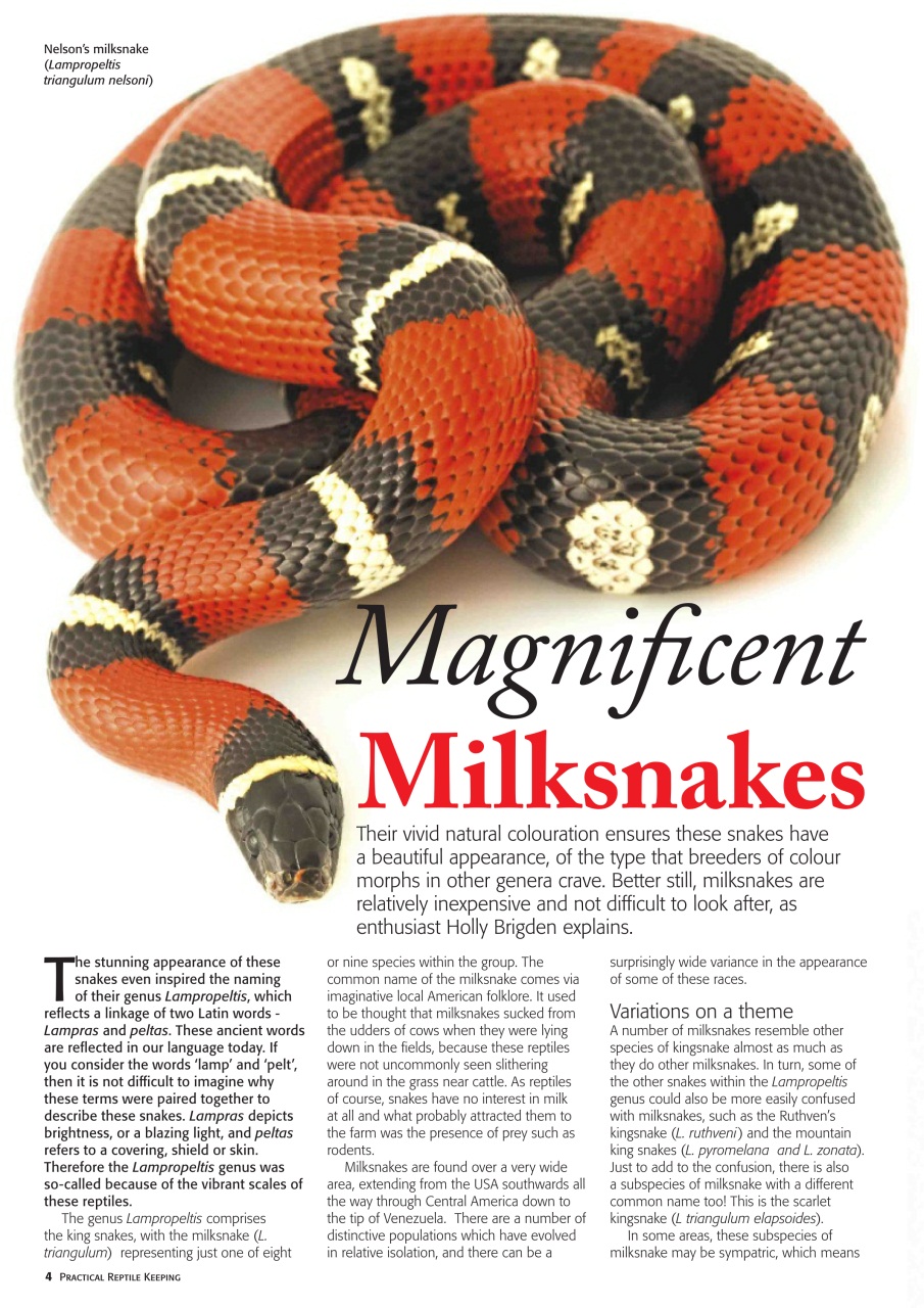 Practical Reptile Keeping Preview Pages