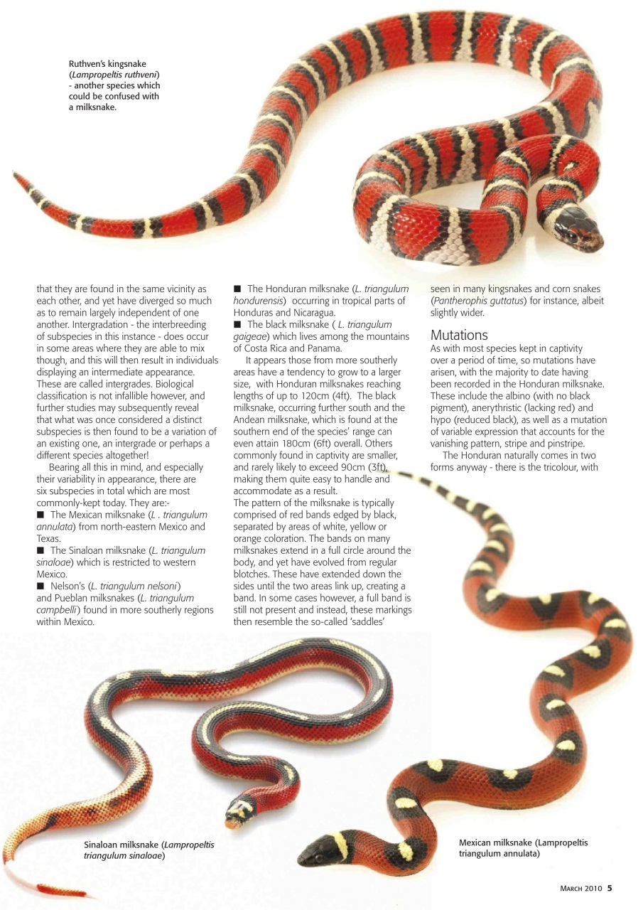 Practical Reptile Keeping Preview Pages