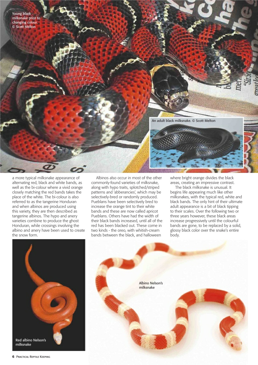 Practical Reptile Keeping Preview Pages