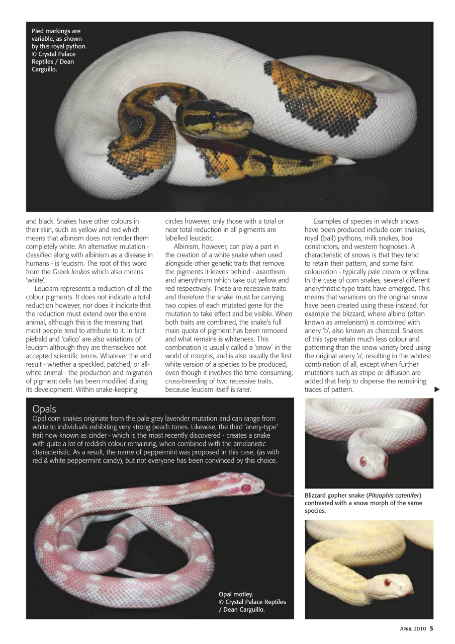 Practical Reptile Keeping Preview Pages