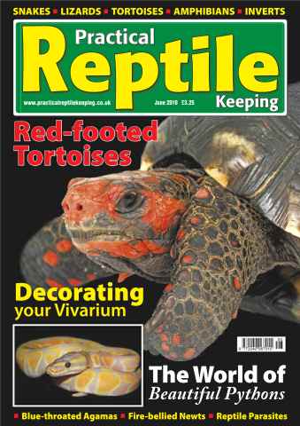 Practical Reptile Keeping issue No.13 Beautiful Pythons