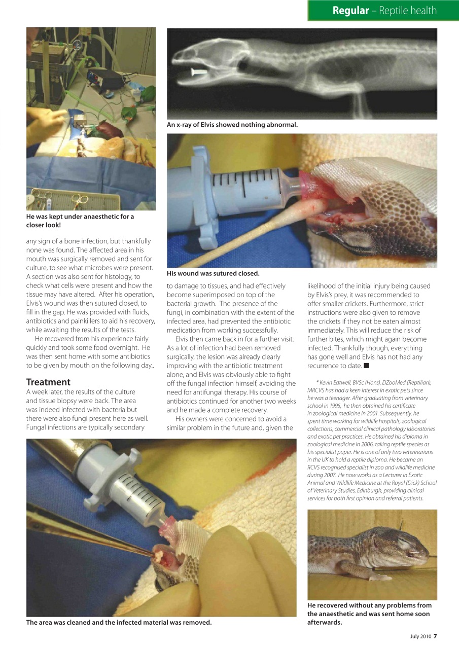 Practical Reptile Keeping Preview Pages