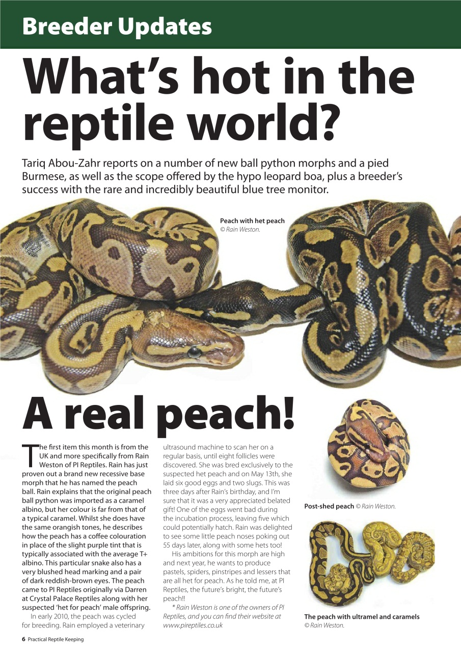Practical Reptile Keeping Preview Pages