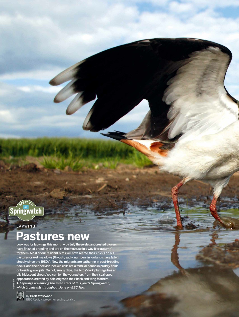 BBC Wildlife Magazine Preview Pages