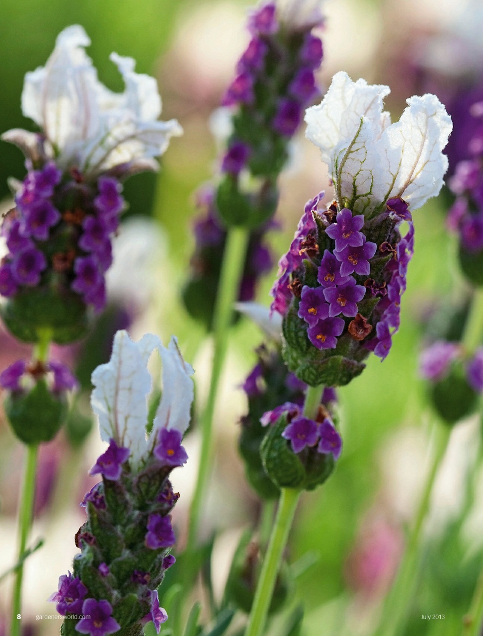 BBC Gardeners’ World Magazine Preview Pages