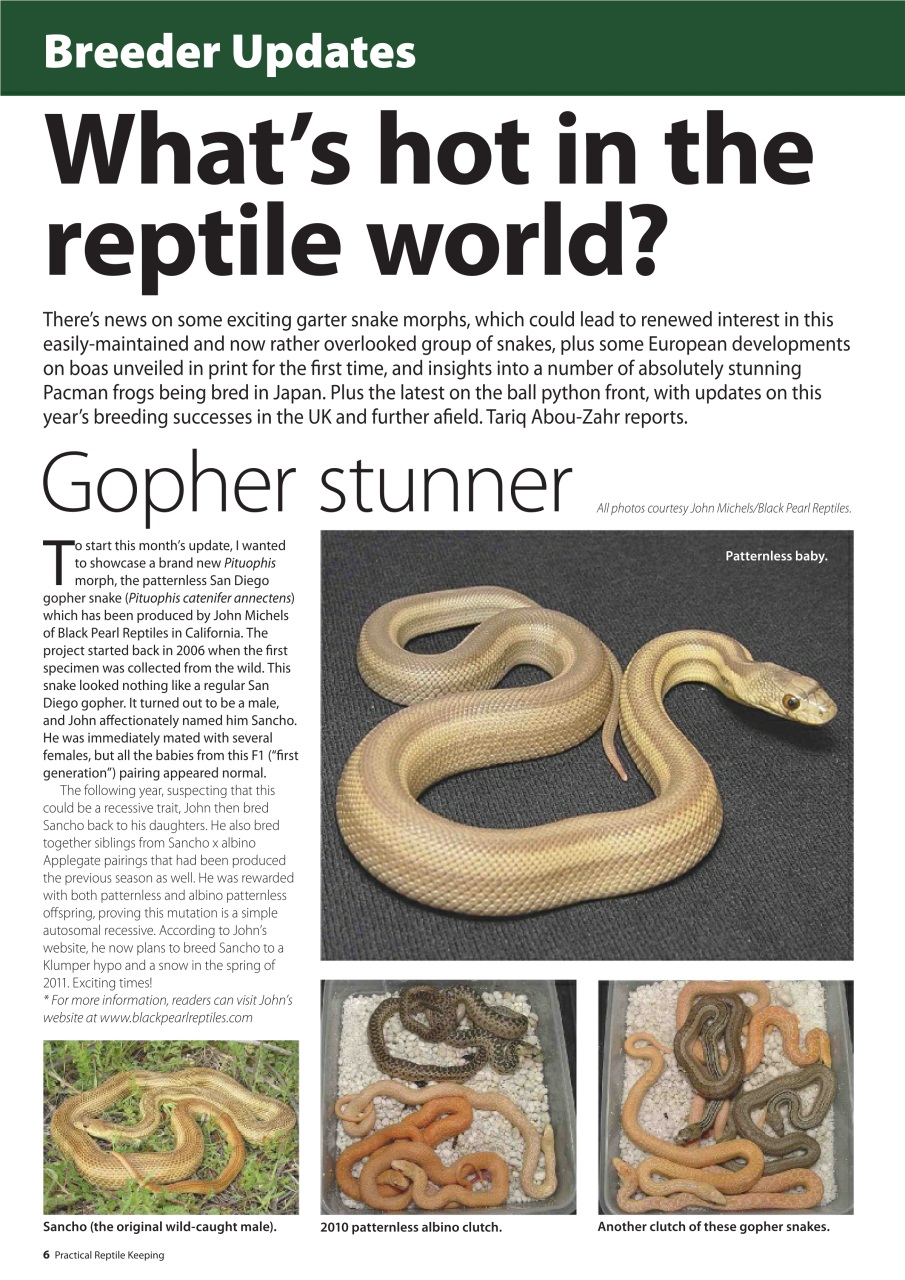 Practical Reptile Keeping Preview Pages