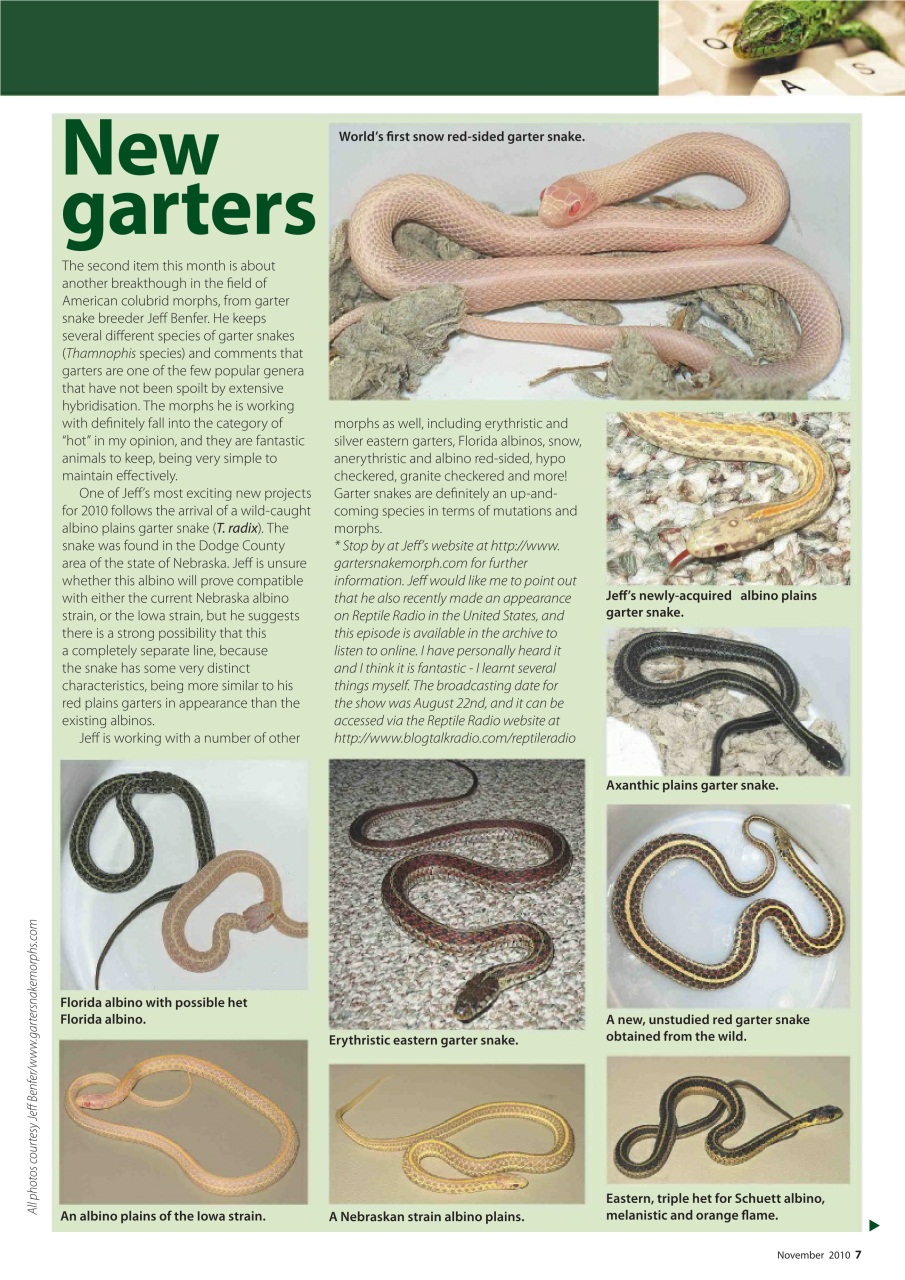 Practical Reptile Keeping Preview Pages