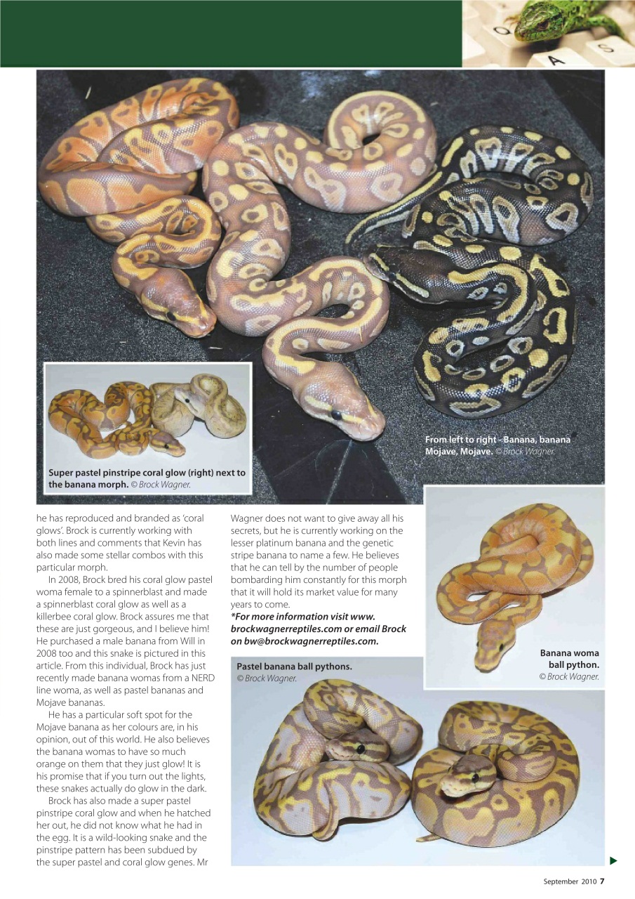 Practical Reptile Keeping Preview Pages