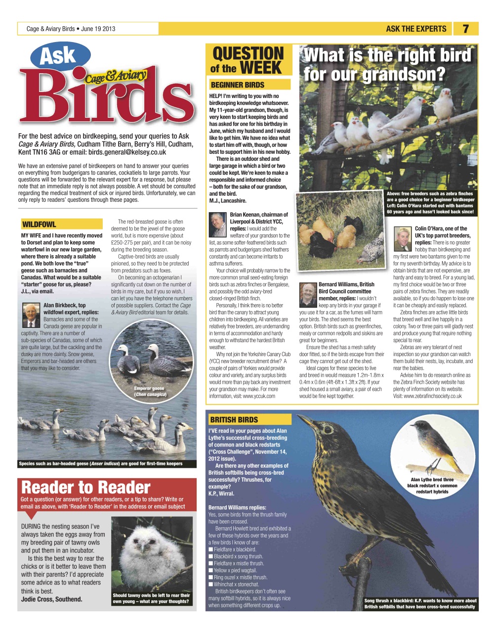 Cage & Aviary Birds Preview Pages