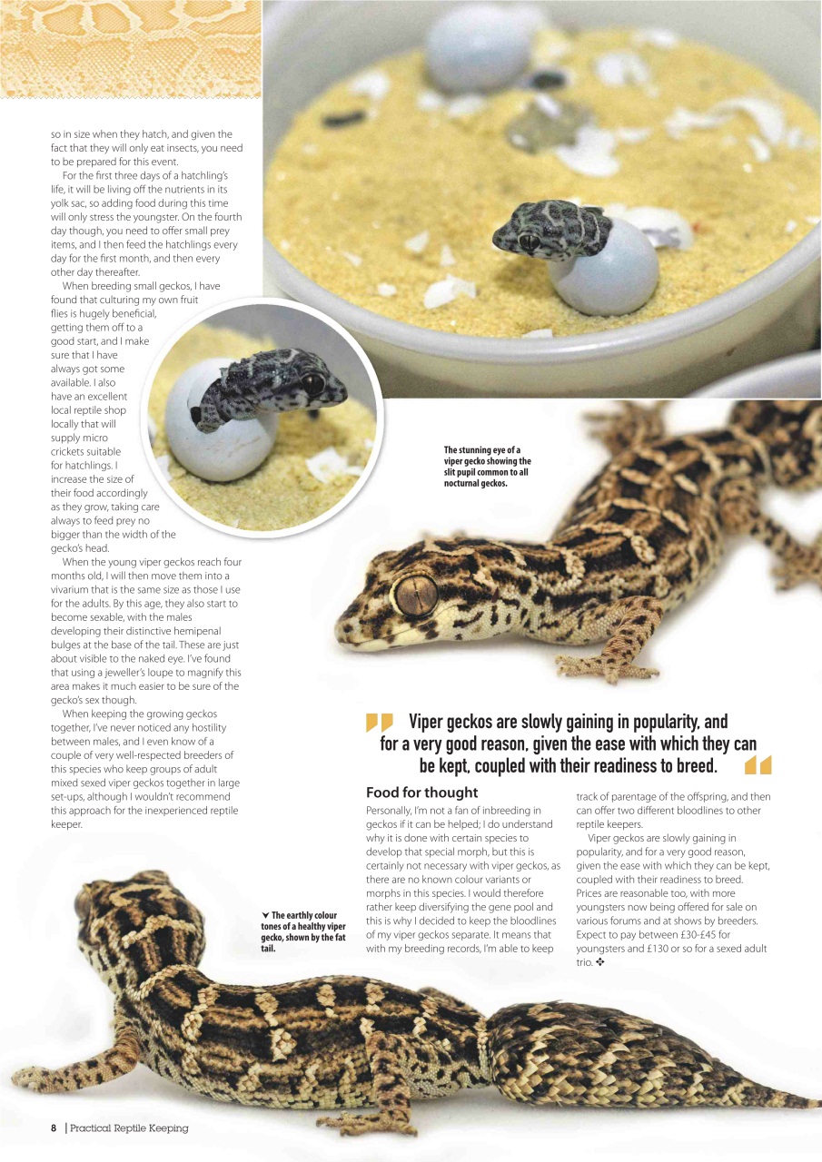 Practical Reptile Keeping Preview Pages