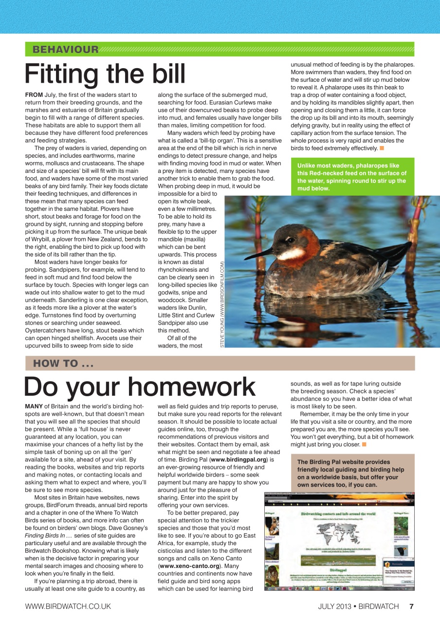 Birdwatch Magazine Preview Pages