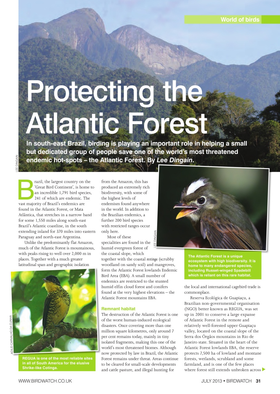 Birdwatch Magazine Preview Pages