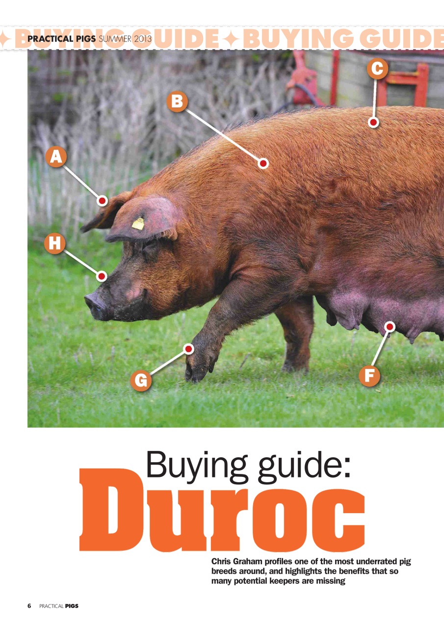 Practical Pigs Preview Pages